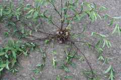 Lepidagathis subarmata